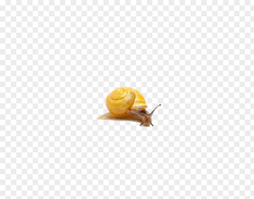 Snails Snail Orthogastropoda Icon PNG