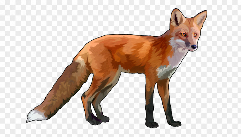 Fox Red Dhole Dog Canidae PNG