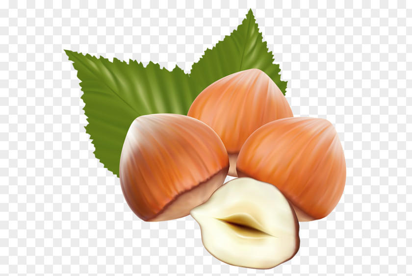 Nuts Praline Hazelnut Royalty-free Clip Art PNG