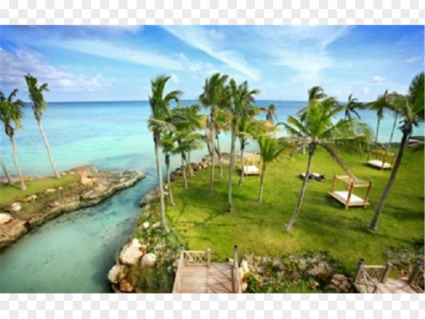 Punta Cana Resort Vacation Property Arecaceae Tourism PNG