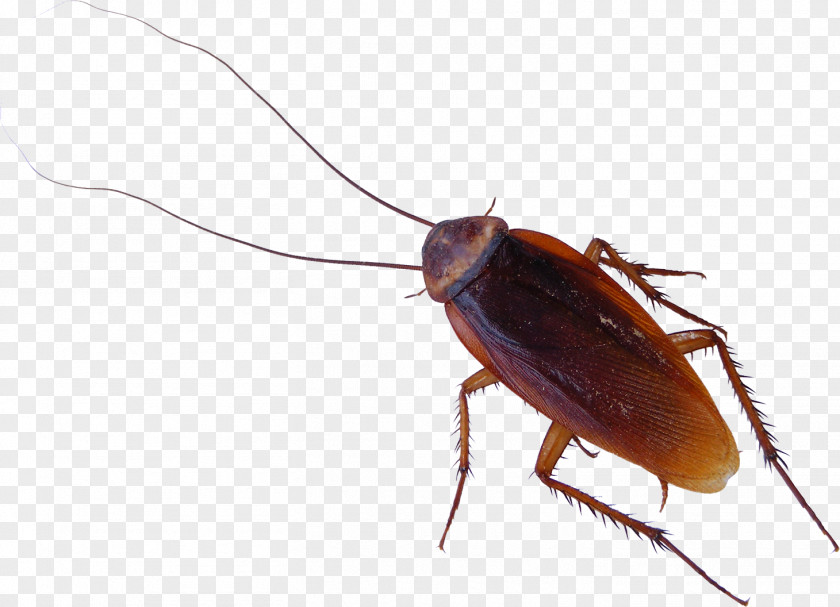 Roach American Cockroach Clip Art PNG
