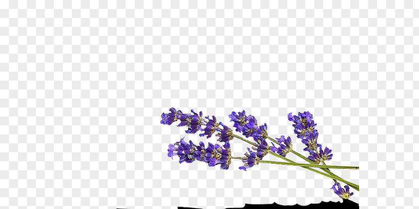 English Lavender PNG
