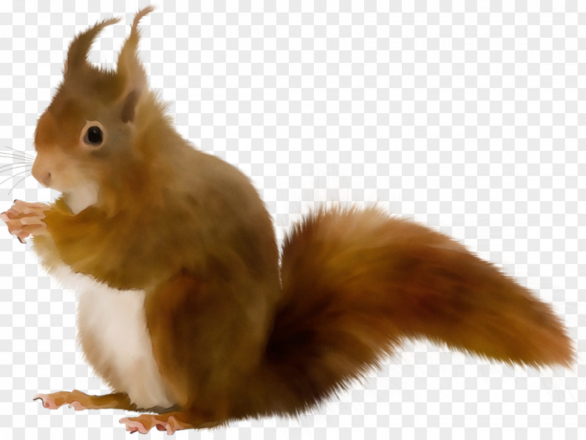 Fawn Whiskers Eurasian Red Squirrel Tail PNG