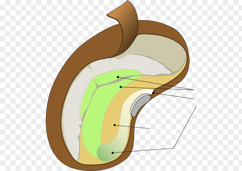 Seed Diagram Clip Art PNG