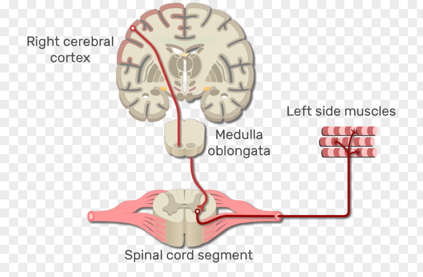 Skeletal Muscle Somatic Nervous System Upper Motor Neuron Lower Neural Pathway PNG