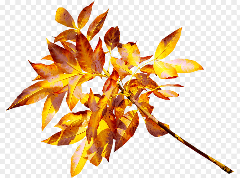 Leaf Twig Branch Abscission Clip Art PNG