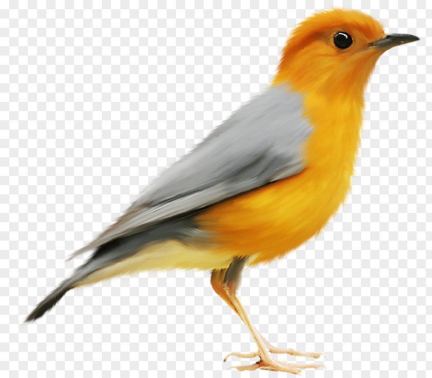 Bird European Robin Eurasian Golden Oriole Old World Orioles PNG