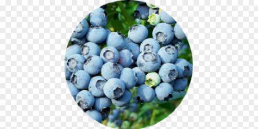 Blueberry Vaccinium Corymbosum Shrub Variety Auglis Uliginosum PNG