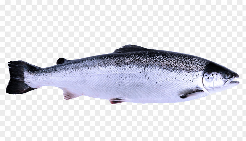 Oncorhynchus Bass Fish Salmon Coho Salmon-like PNG