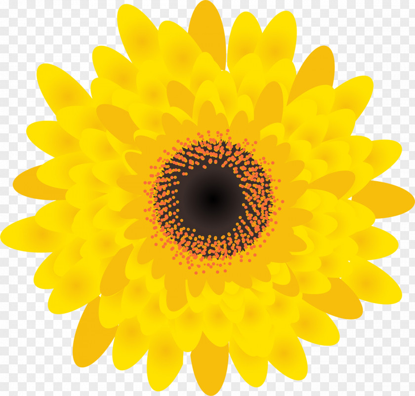 Sunflower Common Seed Desktop Wallpaper PNG