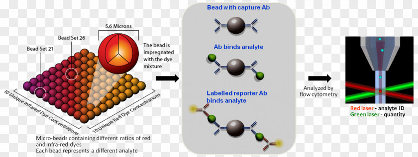 Technology Multiplex Luminex Corporation Immunoassay Flow Cytometry PNG