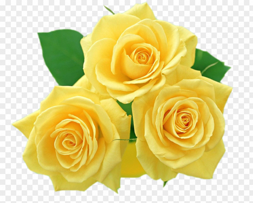 Yellow Roses Clipart Flower Rose Clip Art PNG