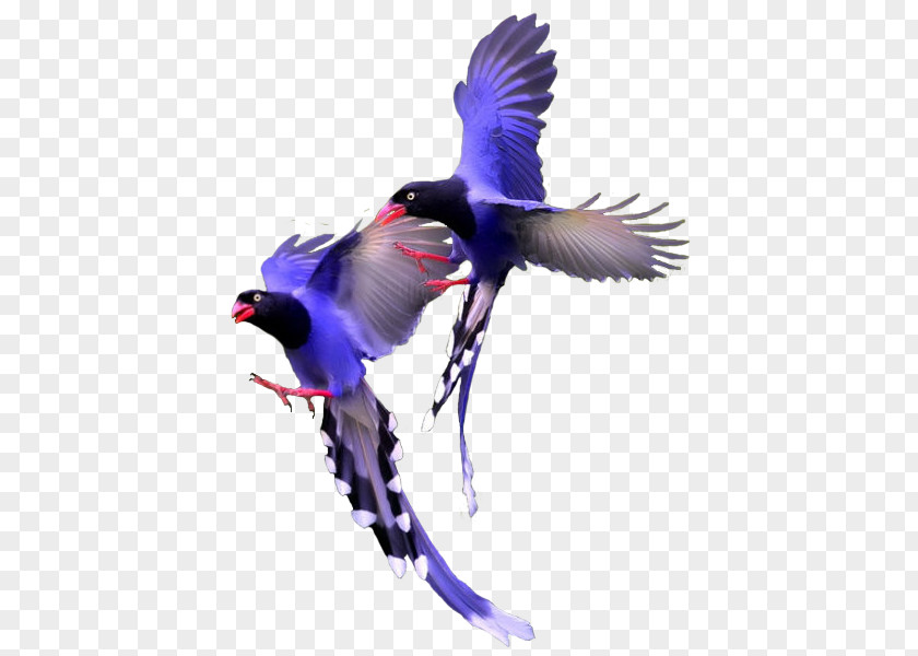 Bird Color PNG