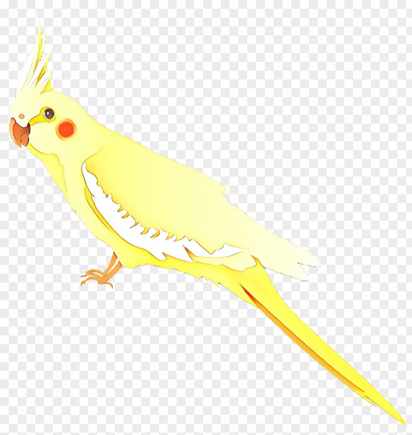 Cockatiel Macaw Parakeet Cockatoo Beak PNG