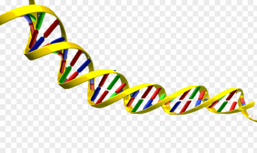 Dna Helix Clipart DNA Nucleic Acid Double Clip Art PNG
