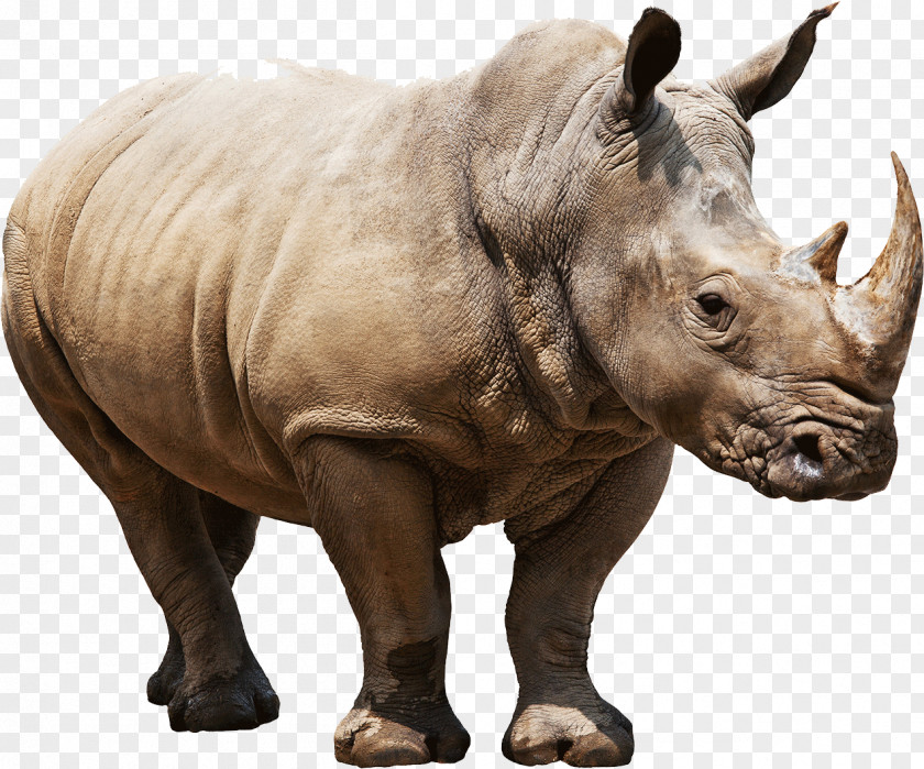 Rhino Elasmotherium Rendering PNG