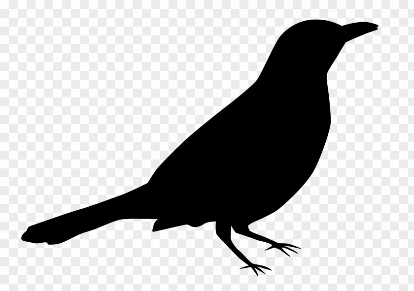 American Crow Sparrows Beak Fauna Silhouette PNG