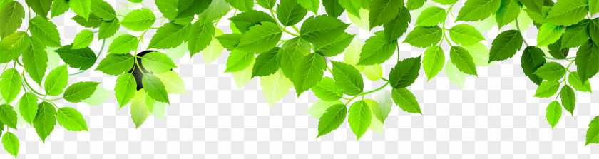 Green Simple Leaves PNG simple leaves clipart PNG