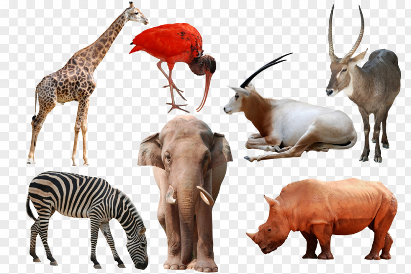 Wild Animals PNG animals clipart PNG