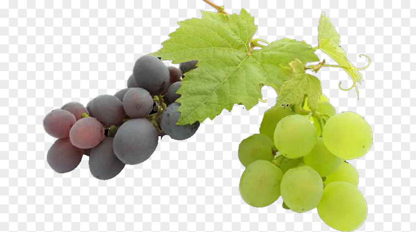Grape Common Vine Seed Oil Fruit PNG