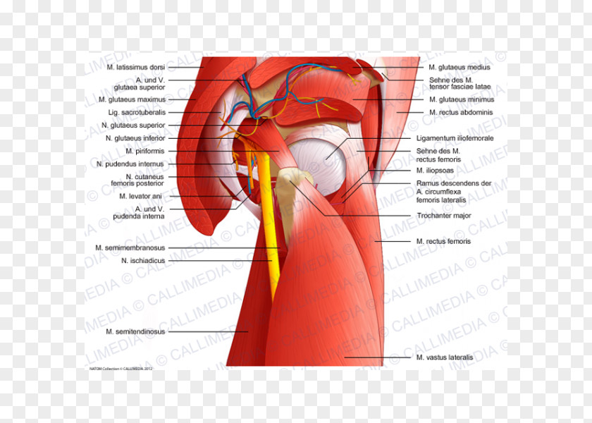 Latissimus Dorsi Muscles Of The Hip Pelvis Anatomy PNG