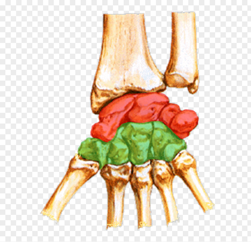 Mural Scaphoid Bone Carpal Bones Wrist Trapezium Triquetral PNG