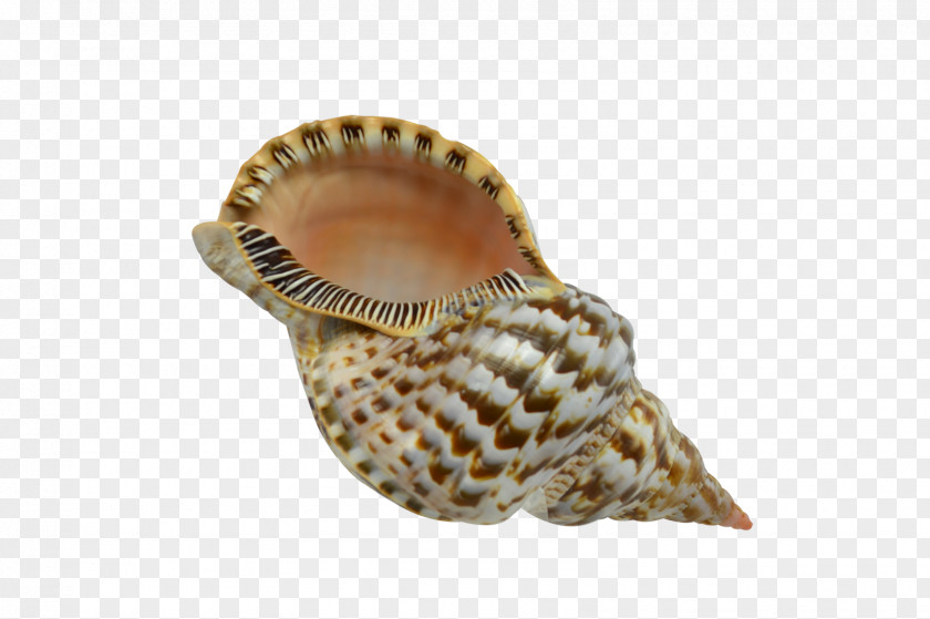 Seashell Conchology Charonia Triton PNG