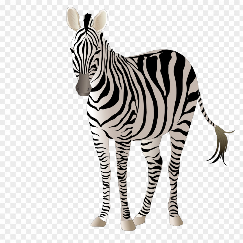 Standing Zebra Giraffe Okapi Adobe Illustrator PNG