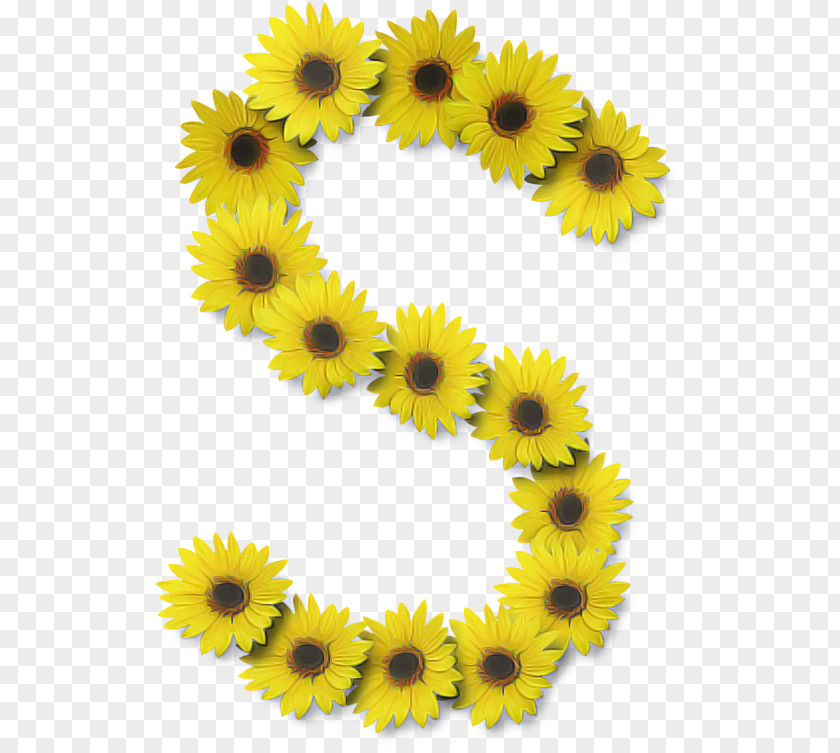 Asterales Daisy Family Flower Alphabet PNG