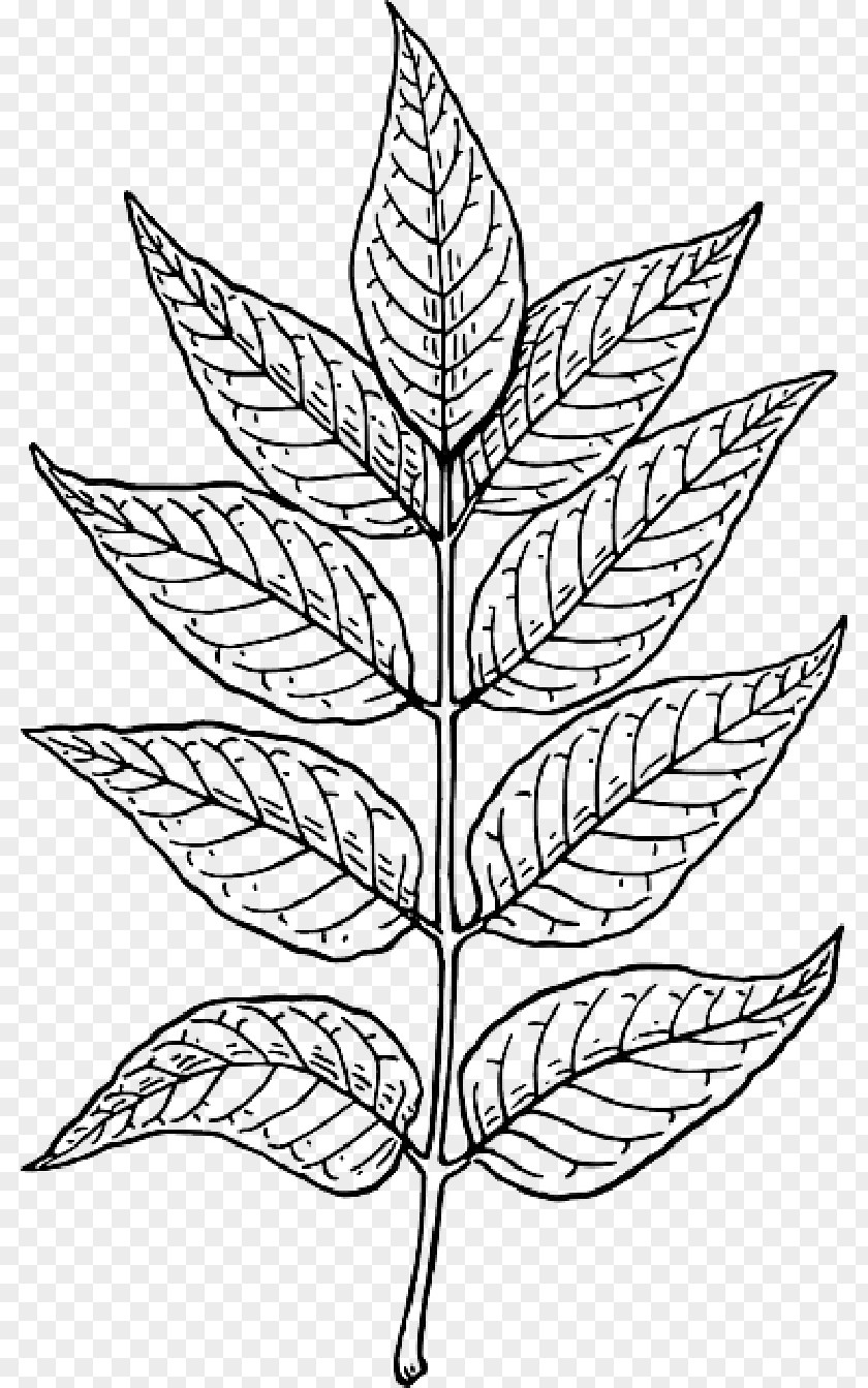 Leaf Outline Clip Art Openclipart Drawing Free Content PNG