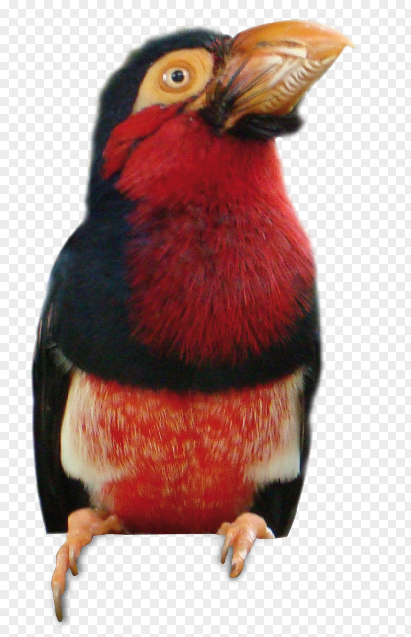 Vogel Beak Toucan PNG