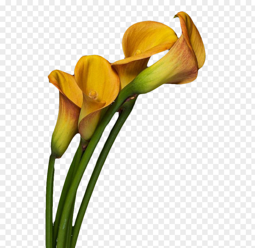 Yellow Calla Lily Photography Works Arum-lily Flower PNG