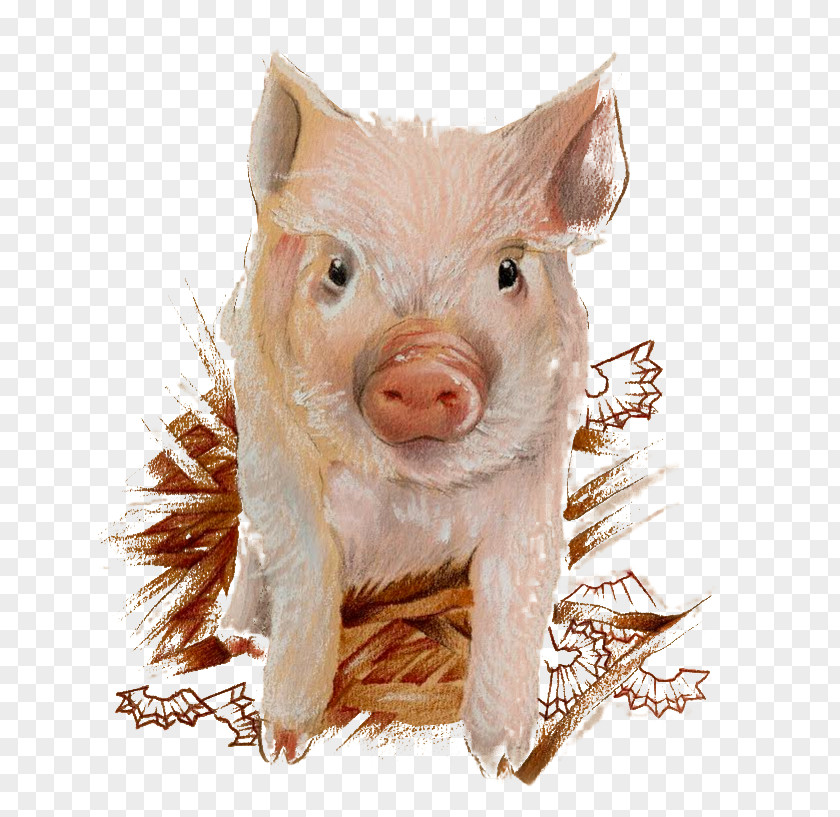 Painted Pig Pattern Domestic Illustration PNG