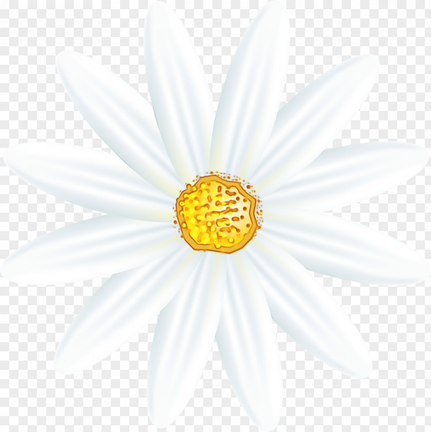 Perennial Plant Asterales Flower White PNG