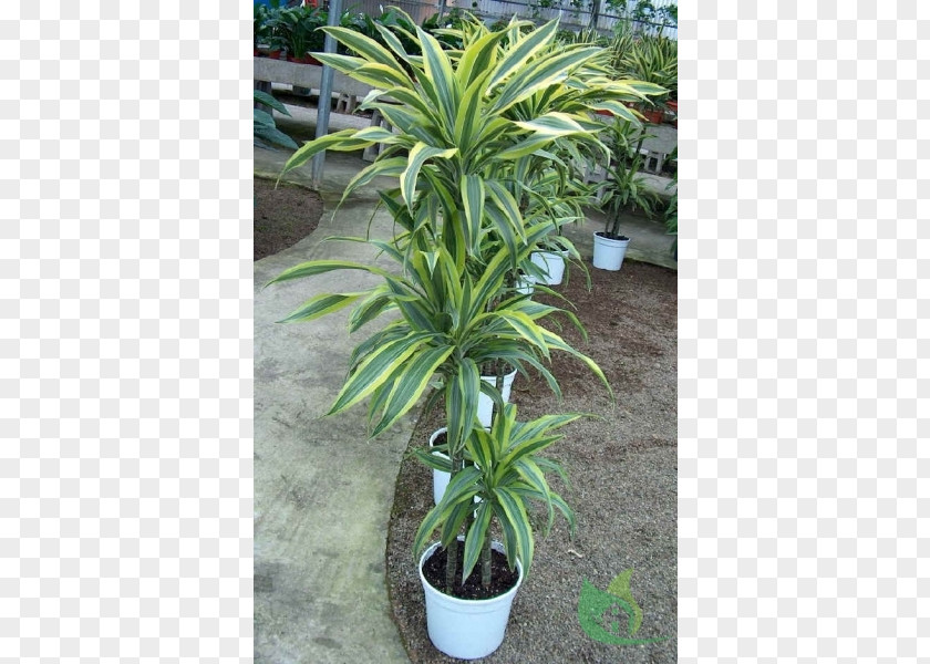 Plant Dracaena Fragrans Arecaceae Reflexa Var. Angustifolia Houseplant PNG