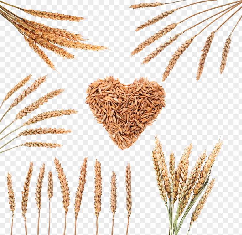 Wheat Grain Image Rice Download Cereal PNG
