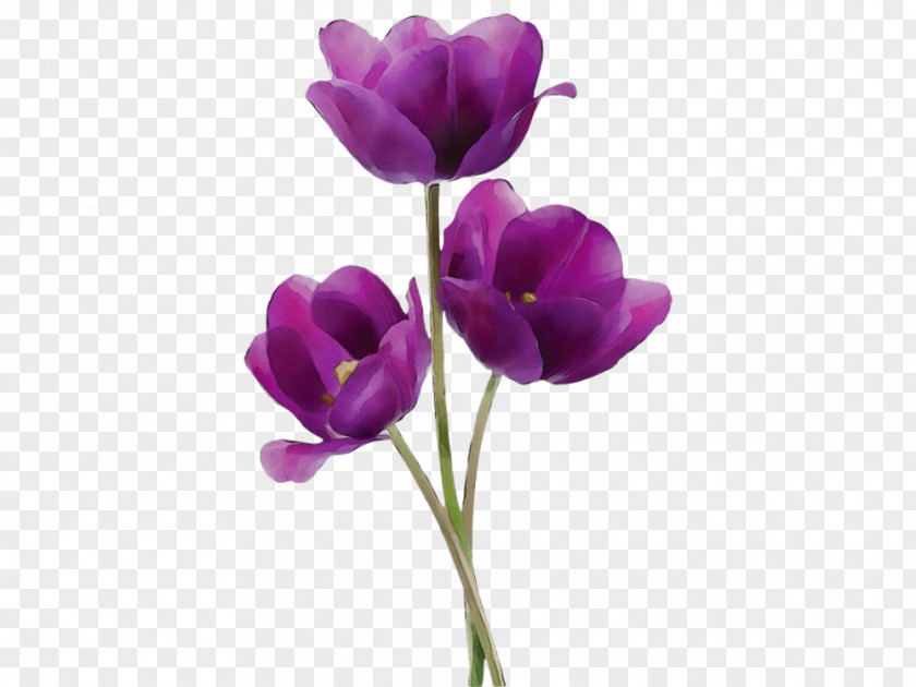 Crocus Cut Flowers Flower Flowering Plant Purple Violet Petal PNG