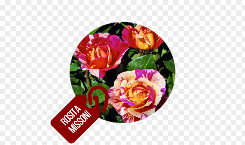 Flower Garden Roses Floribunda Cabbage Rose Cut Flowers PNG