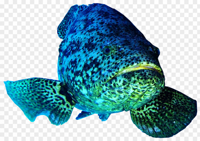 Marine Fish Atlantic Goliath Grouper Pacific Belize Barrier Reef Giant PNG