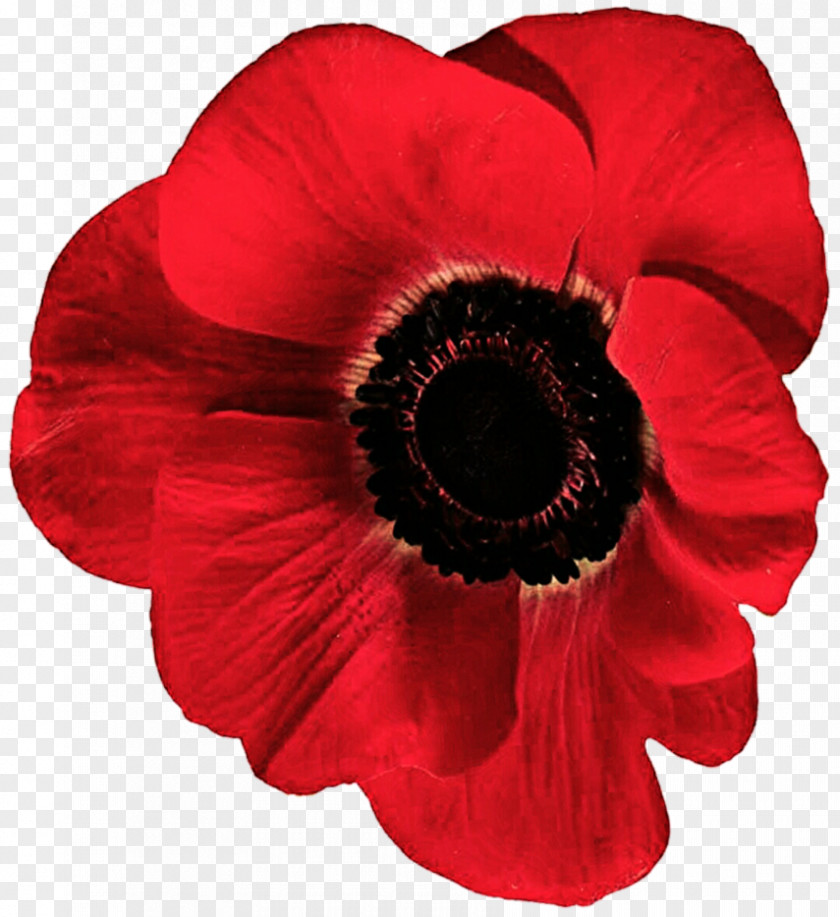Anemone Flowering Plant Poppy Petal Red PNG