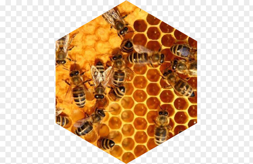 Bee Hive Honey Beehive Honeycomb PNG
