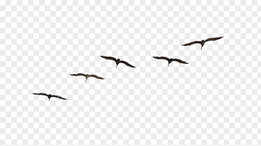 Birds Bird Migration Flight Flock Animal PNG