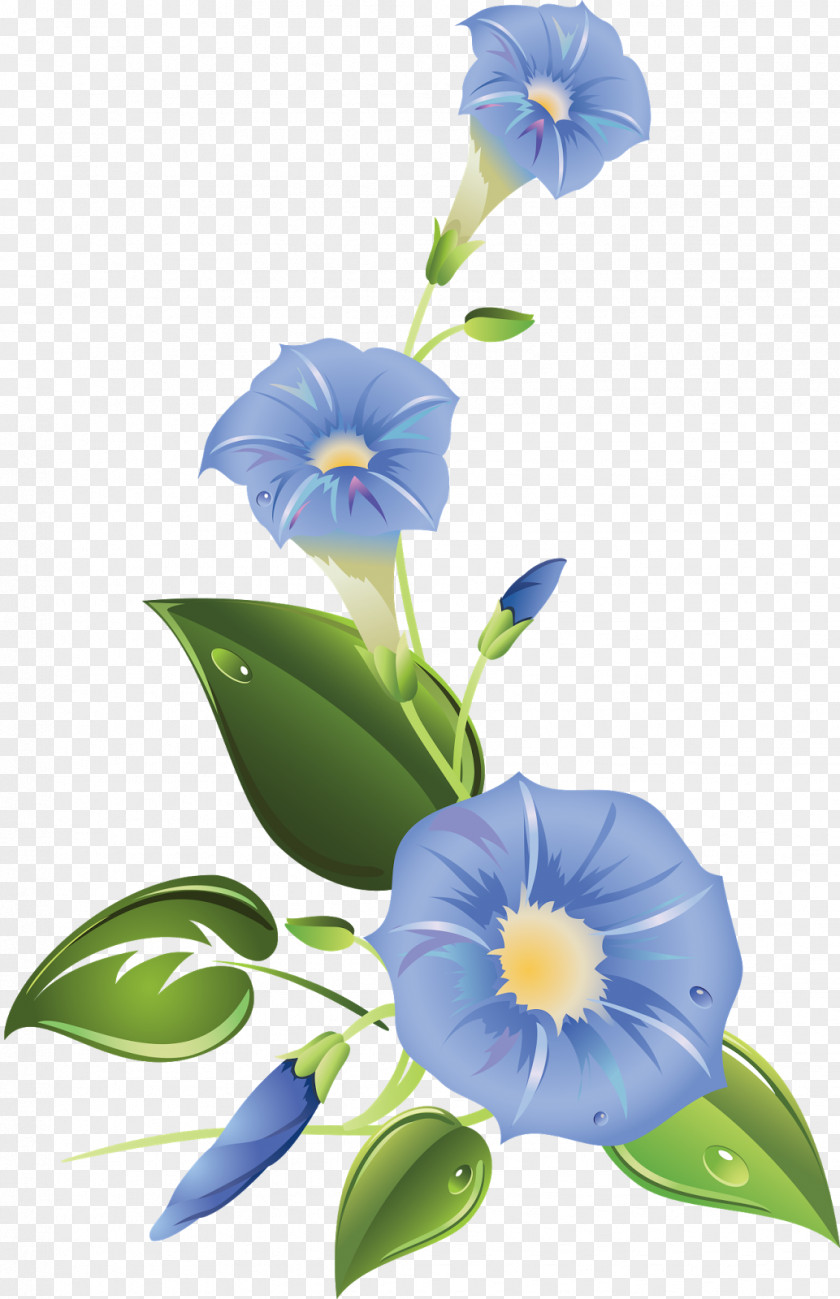 Blue Flowers Ipomoea Purpurea Indica Morning Glory Clip Art PNG