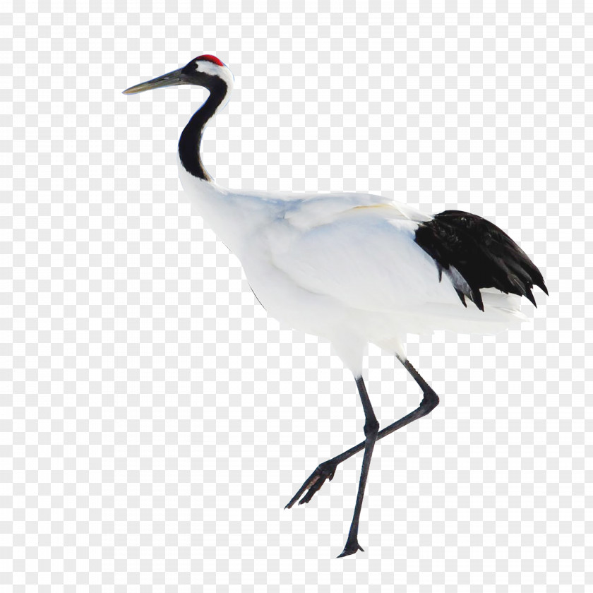 Chinese Style Crane Red-crowned Heshan, Guangdong Bird PNG