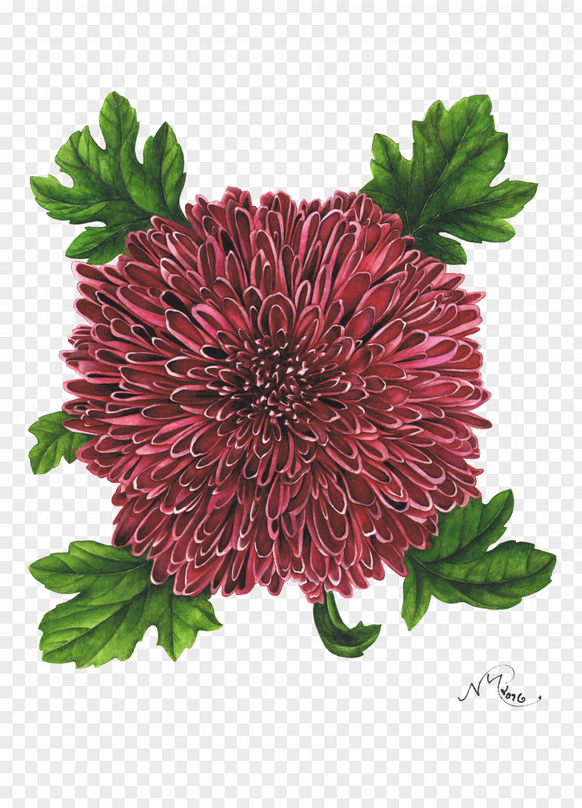 Chrysanthemum London Cut Flowers Art PNG