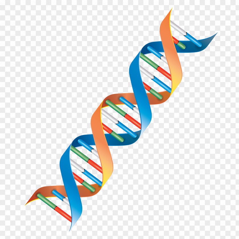 DNA Genetics Cell Clip Art PNG