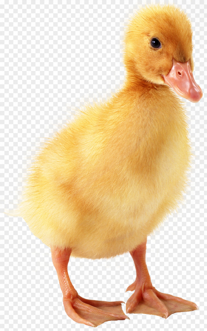 Yellow Duckling Domestic Duck Baby PNG