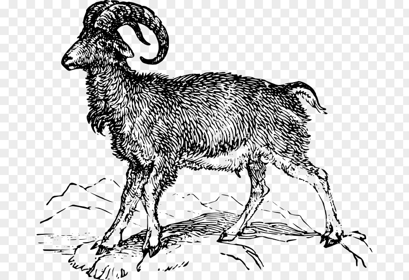 Compendium Of Materia Medica Argali Goat Barbary Sheep Ovis Orientalis PNG