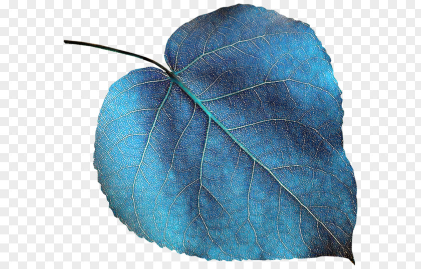 Leaf Green Color Turquoise Blue PNG