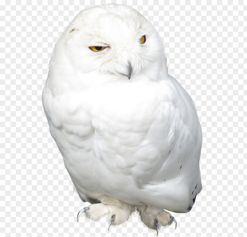 Owl Snowy Bird Clip Art PNG